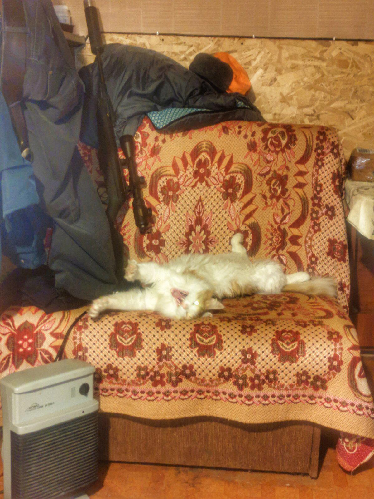 Котобесие