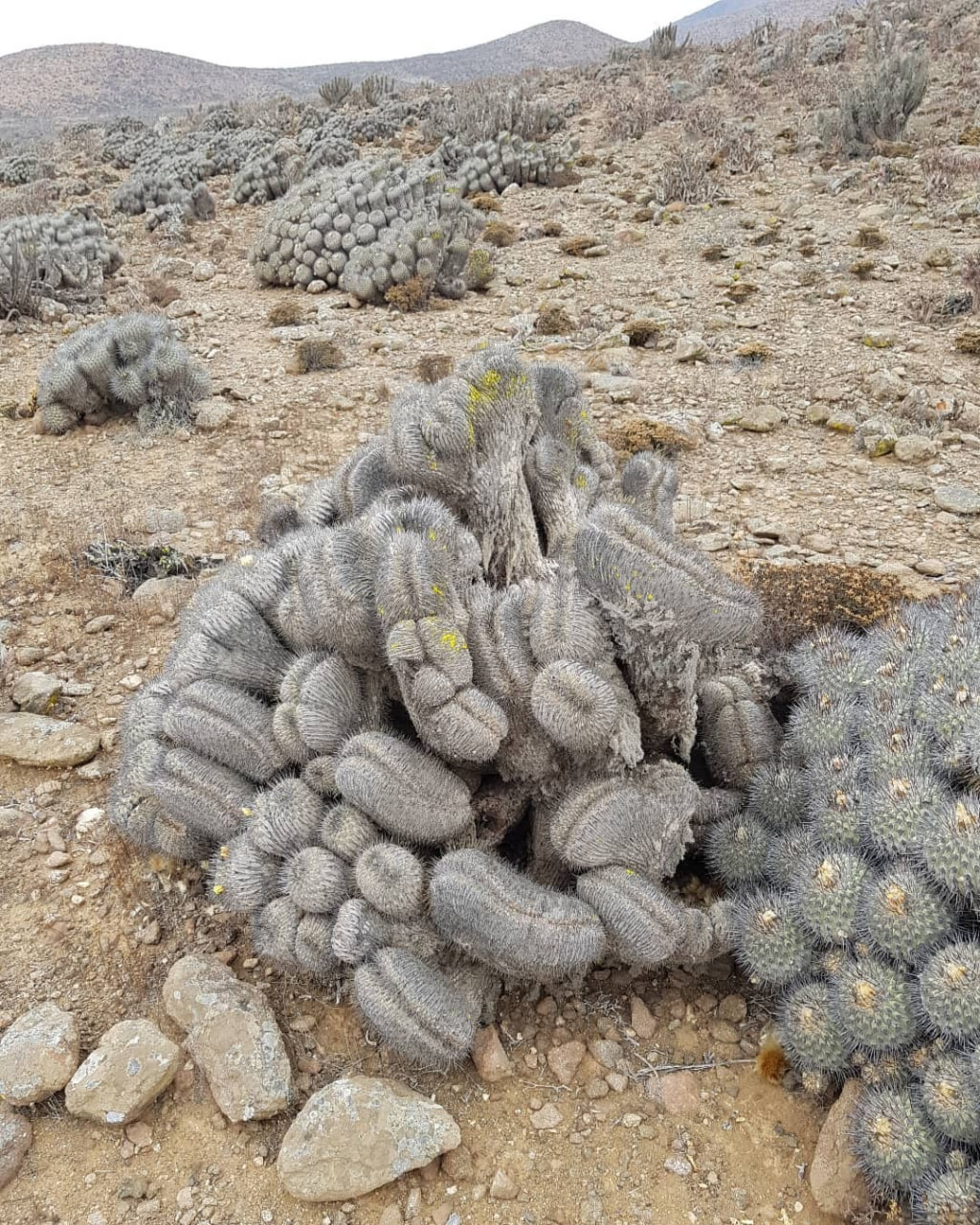 Copiapoa dealbata
