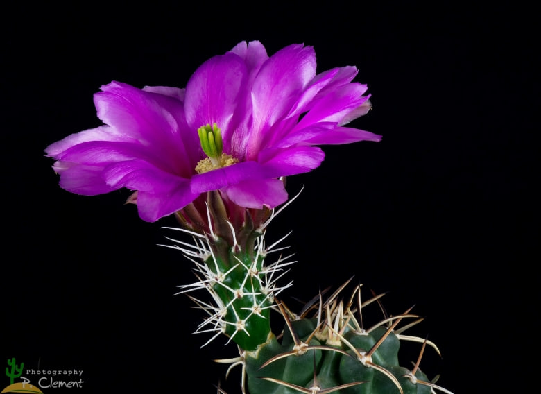 Echinocereus kuenzleri