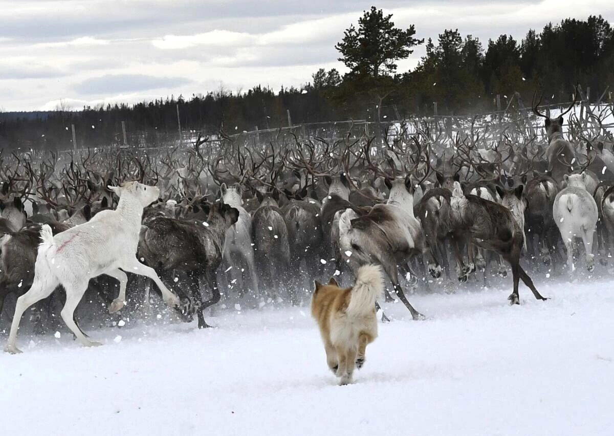 Олений хоровод