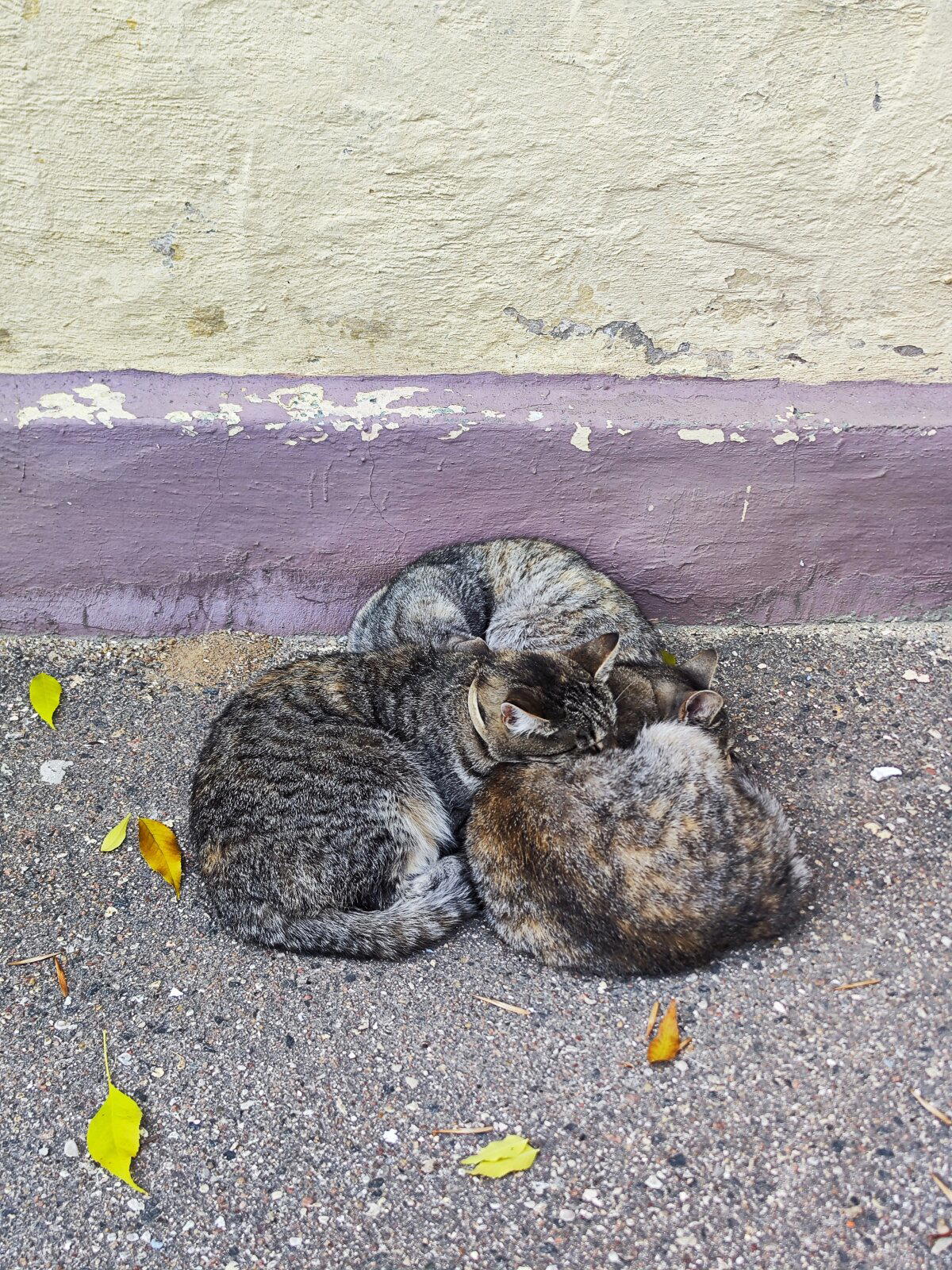 Две из них косоглазят