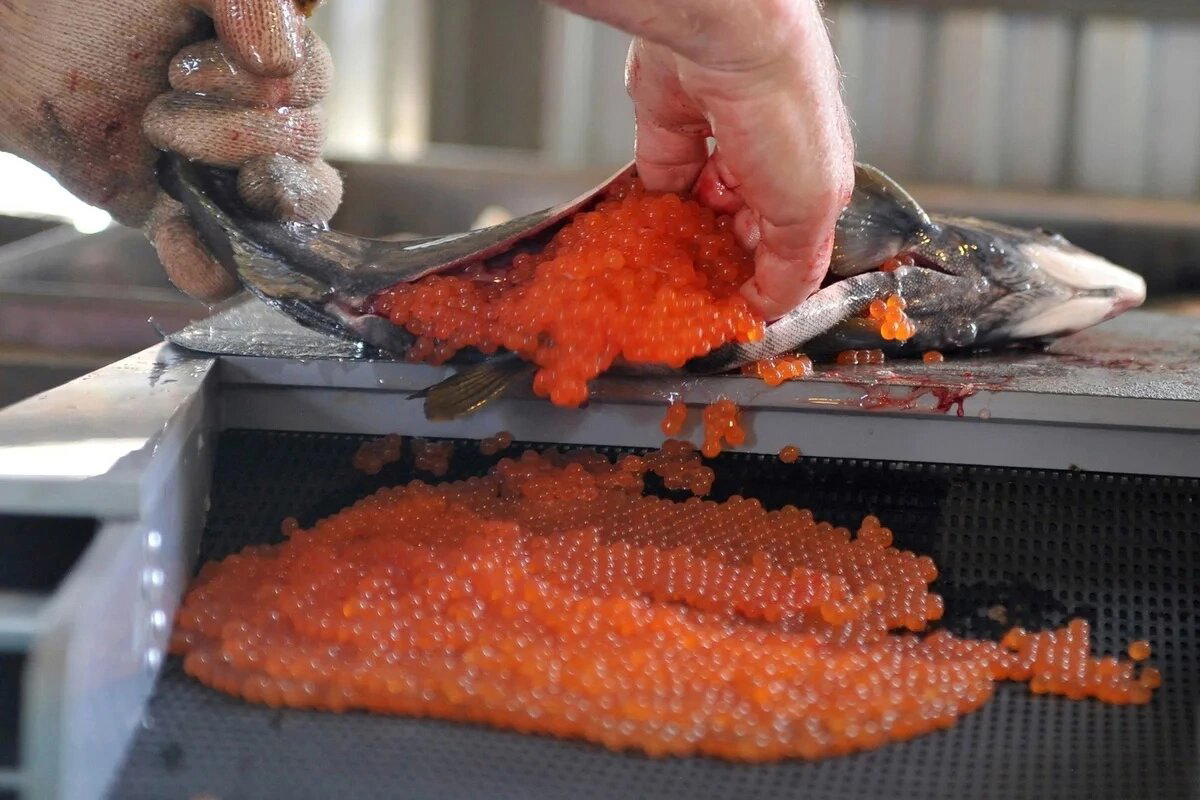 Опасная икра