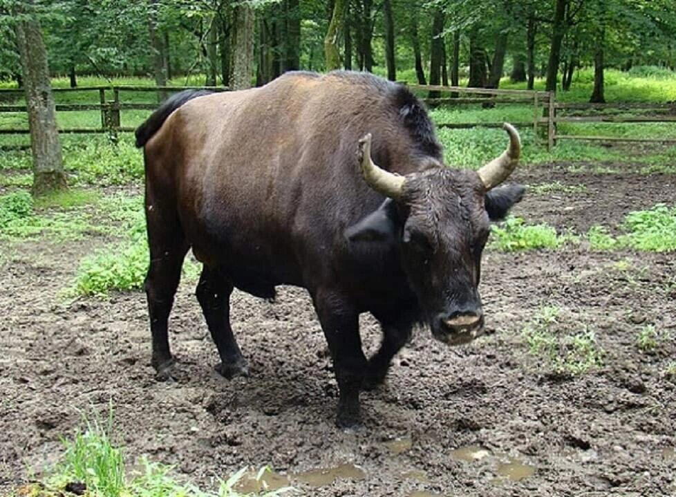 Жубронь