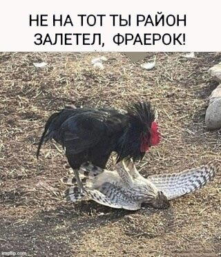 <a href="/user/kashey1" class="user-mention" data-user-mention="kashey1">@kashey1</a> атакует <a href="/user/FatherCarlo" class="user-mention" data-user-mention="FatherCarlo">@FatherCarlo</a> в комментах. Я даже не успел панамку подставить....