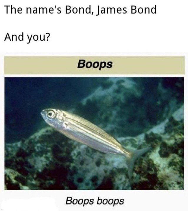 Boops