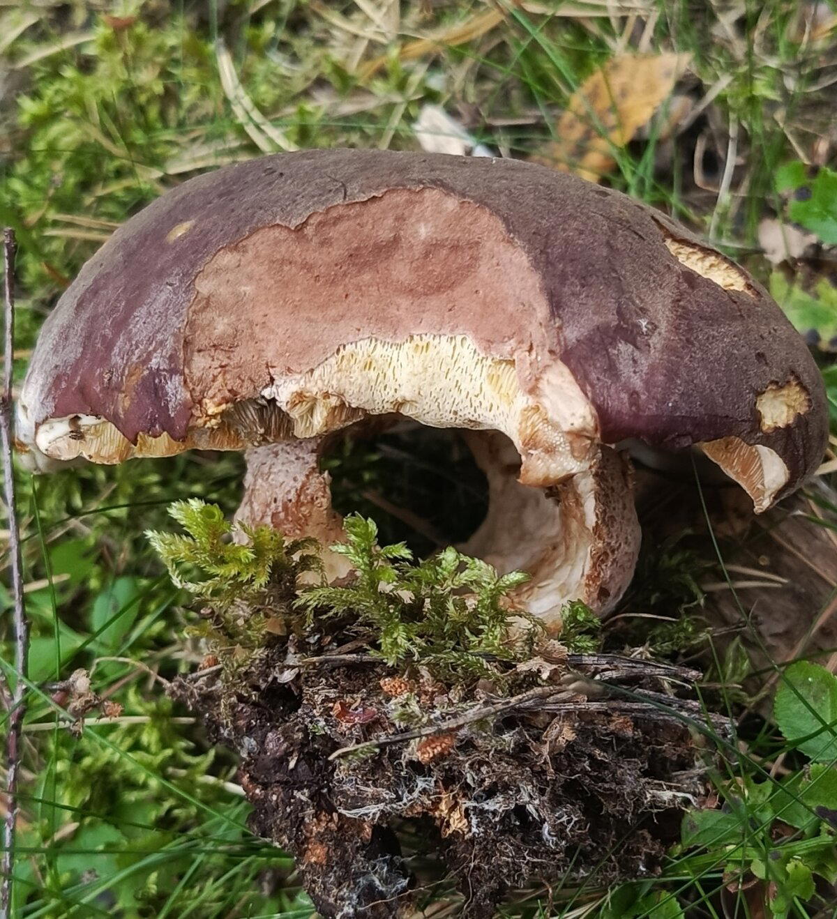 Грибное