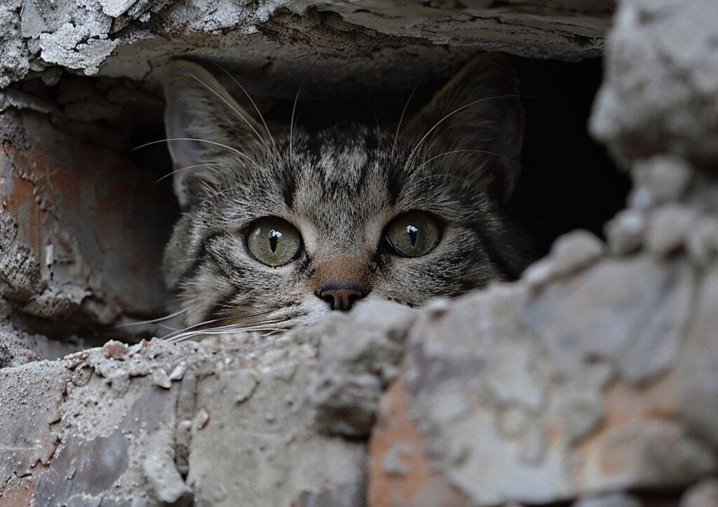 Спасенный котик