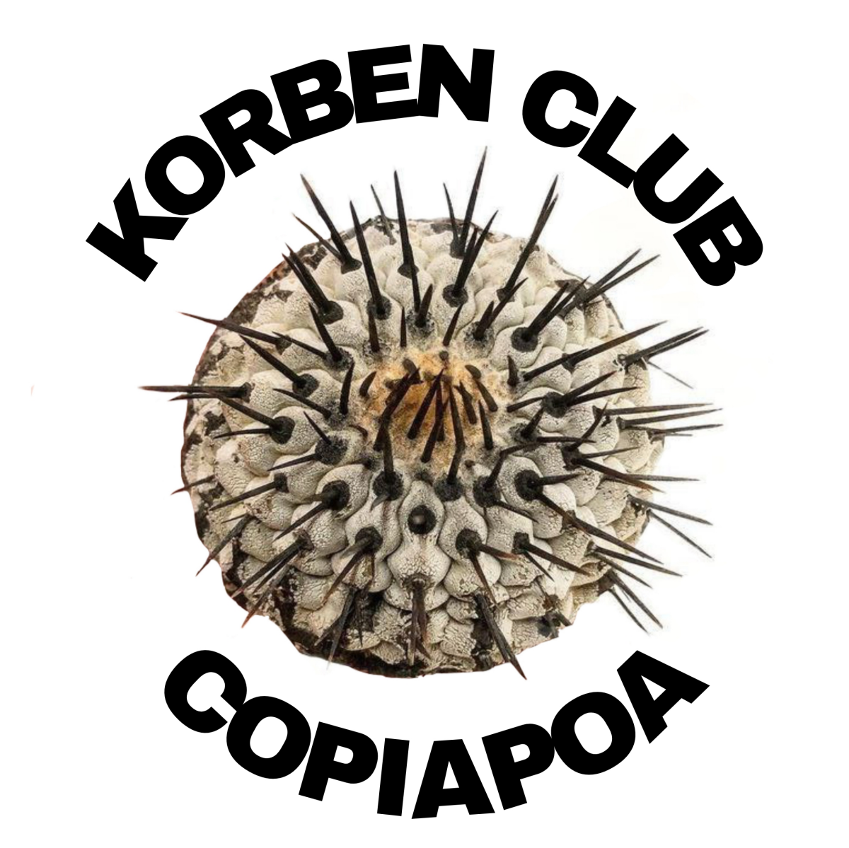 Готовлю новый проект KORBEN COPIAPOA CLUB.