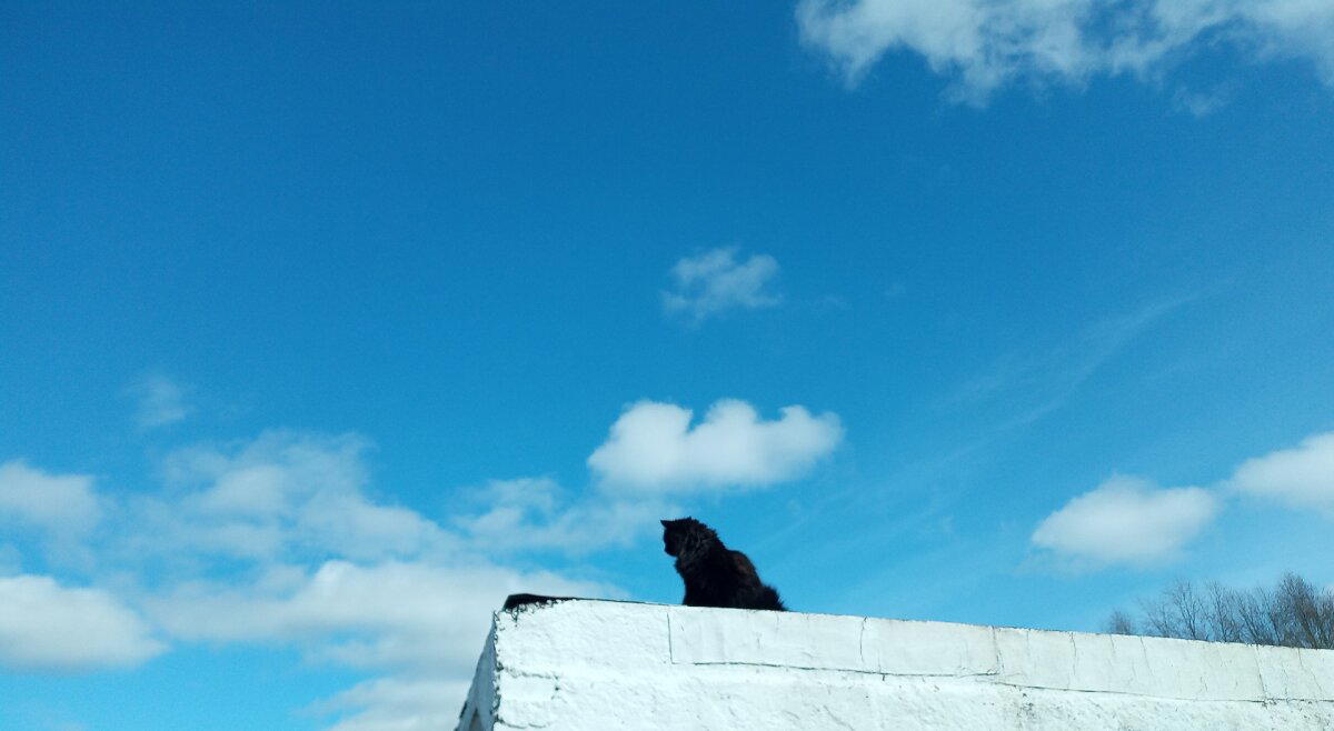 Мой черный котя-кротя сидел на гараже..