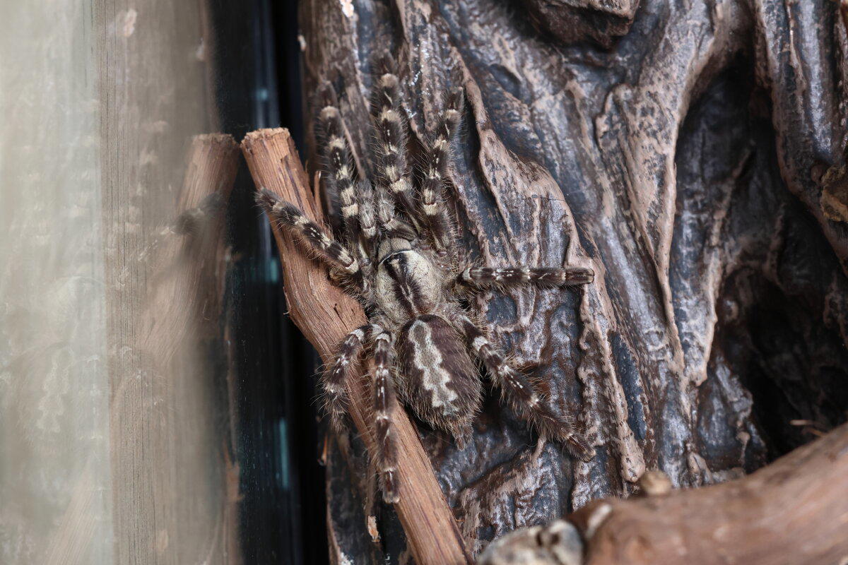Poecilotheria regalis