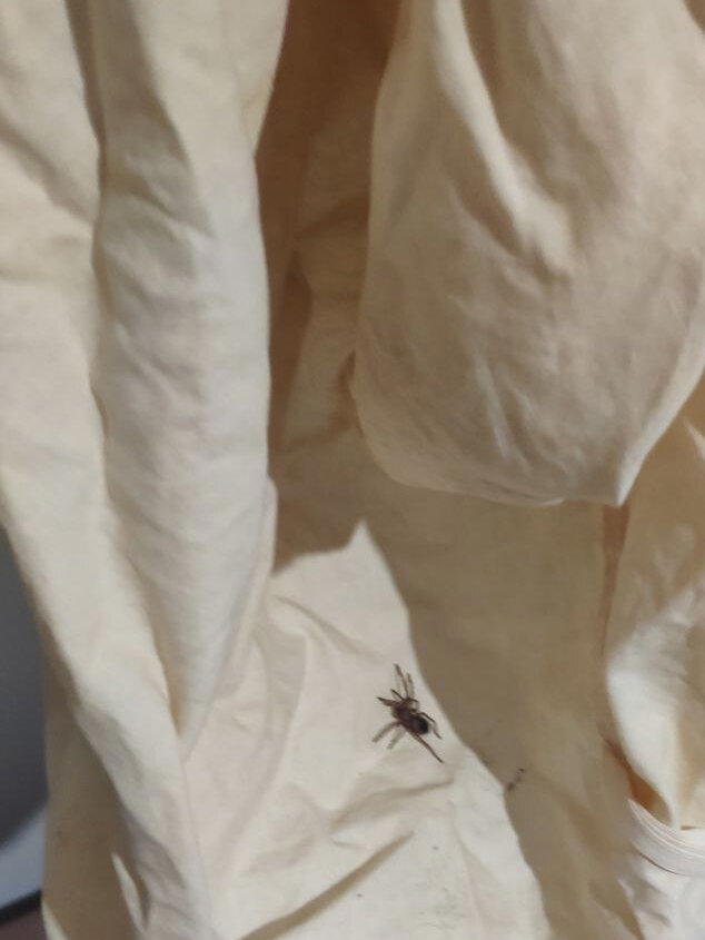 Lasiodora parahybana, Снималось на то, что было под рукой, уж извиняйте.