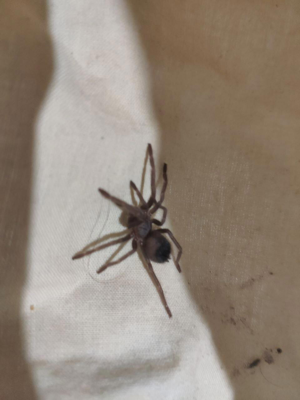 Lasiodora parahybana, Снималось на то, что было под рукой, уж извиняйте.