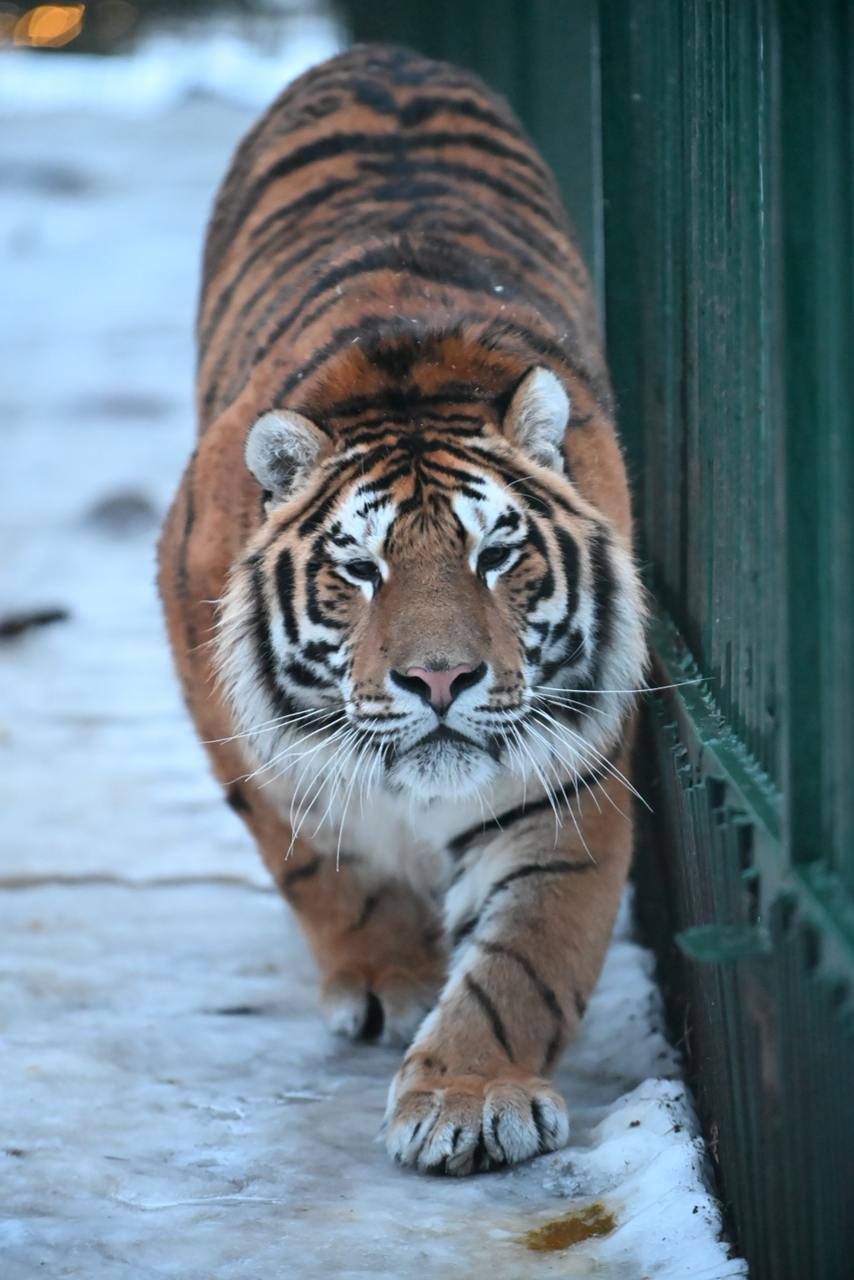 Очень сильно спрятавшийся кот. Да, кто куда а я про котиков. Опять.