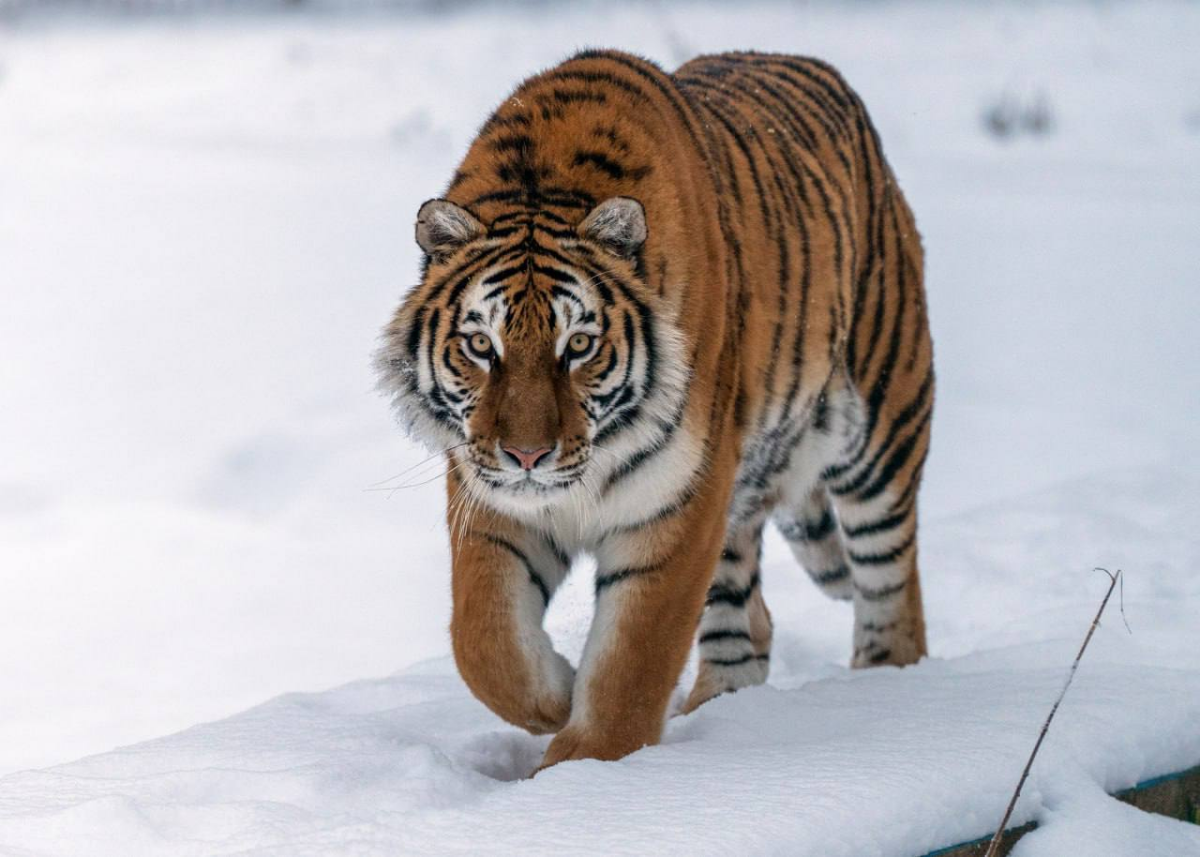 Умеренно домашние котики