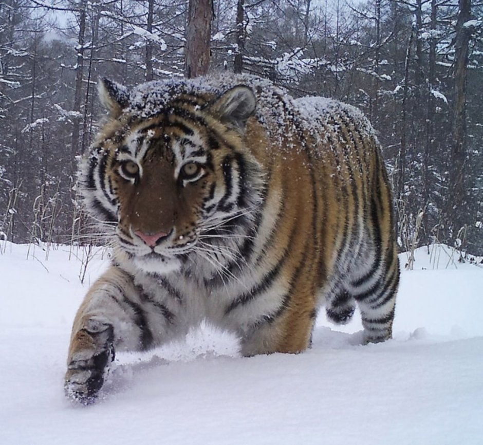 Умеренно домашние котики