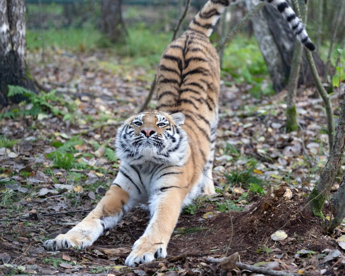 Тигр - джентльмен беспредельной храбрости, который никогда без причины не нападет на человека (Ц) Джим Корбет.