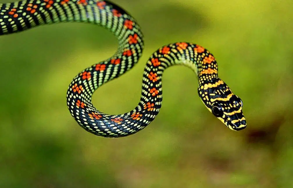Летучая змея (Chrysopelea paradisi)