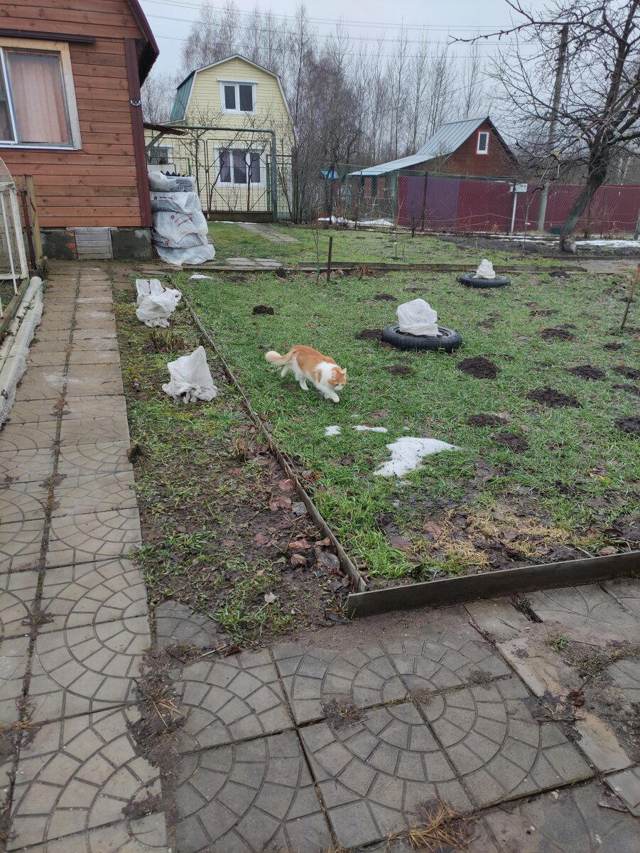 Кот ищет крота