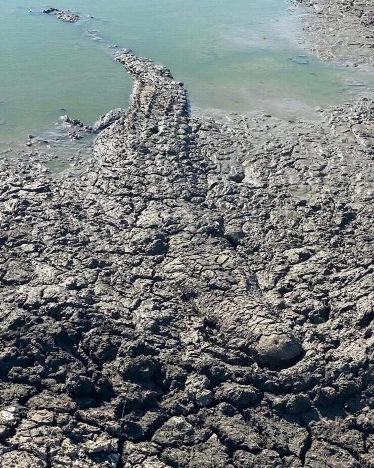 Дипломатия крокодилов и бегемотов. Как два вида делят водоёмы?