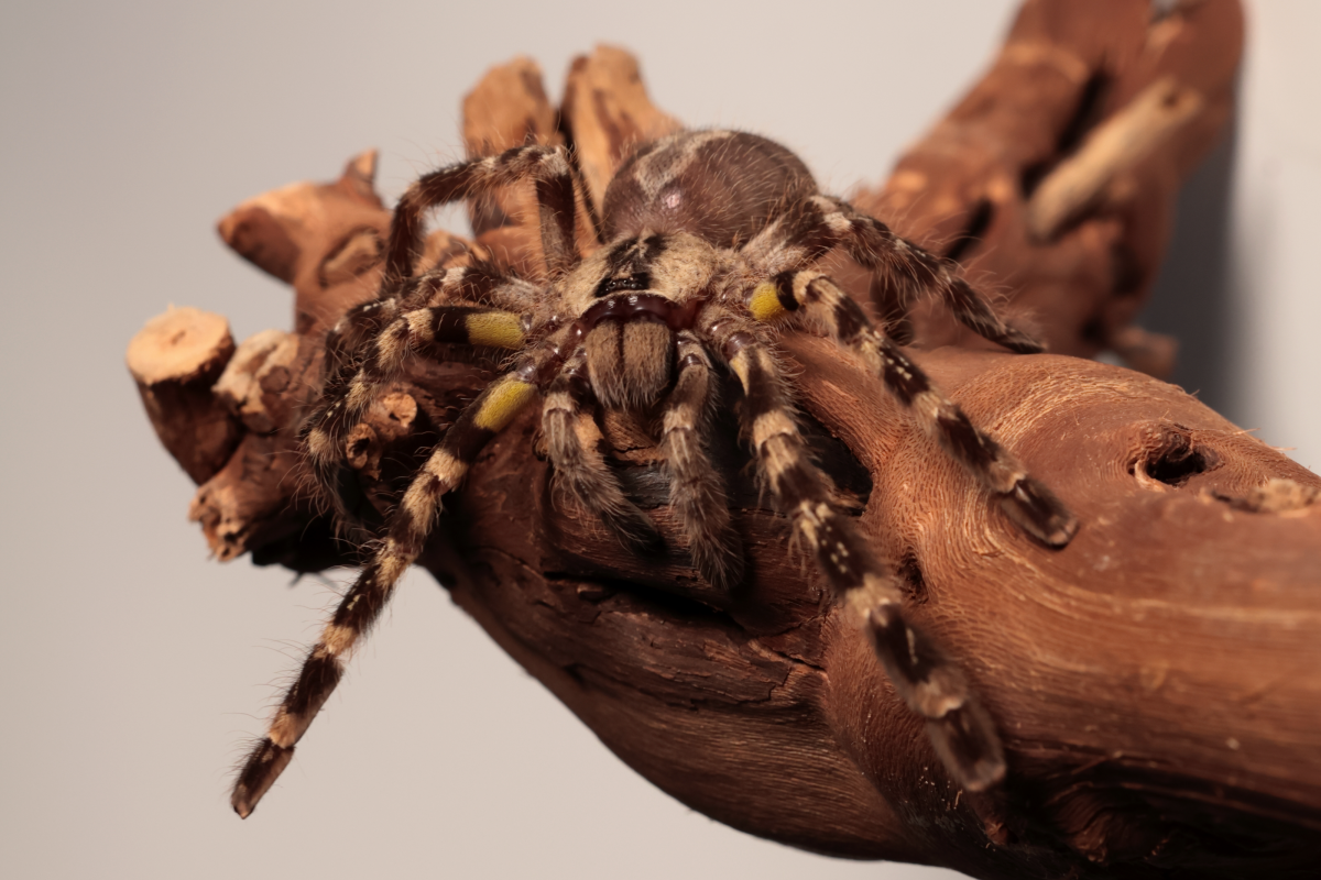 Poecilotheria regalis