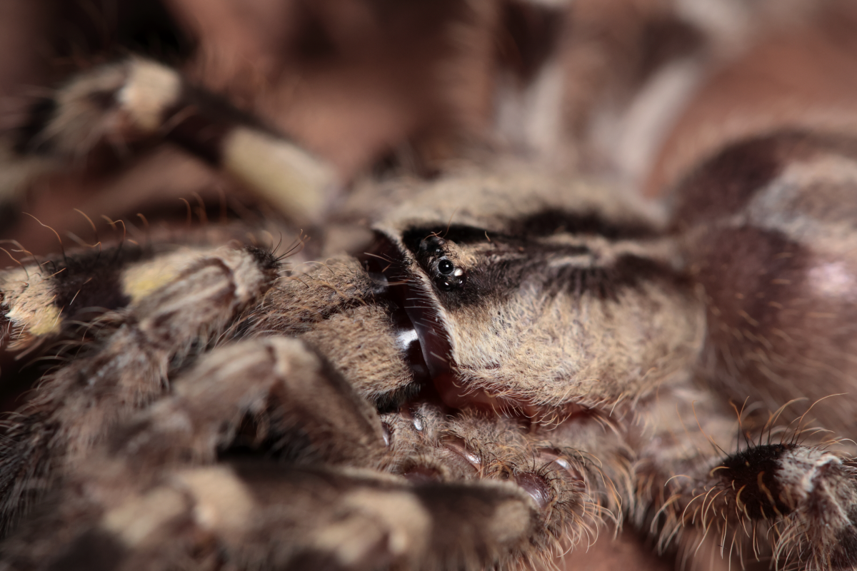 Poecilotheria regalis