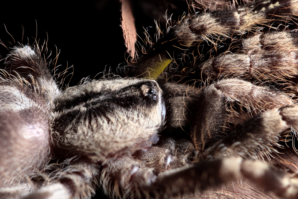 Poecilotheria regalis