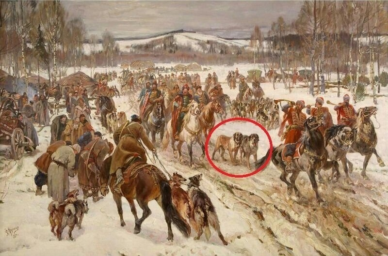 Это спокойная и добрая собака, которую с давних времен использовали в медвежьей охоте.