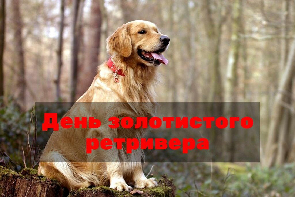 День золотистого ретривера