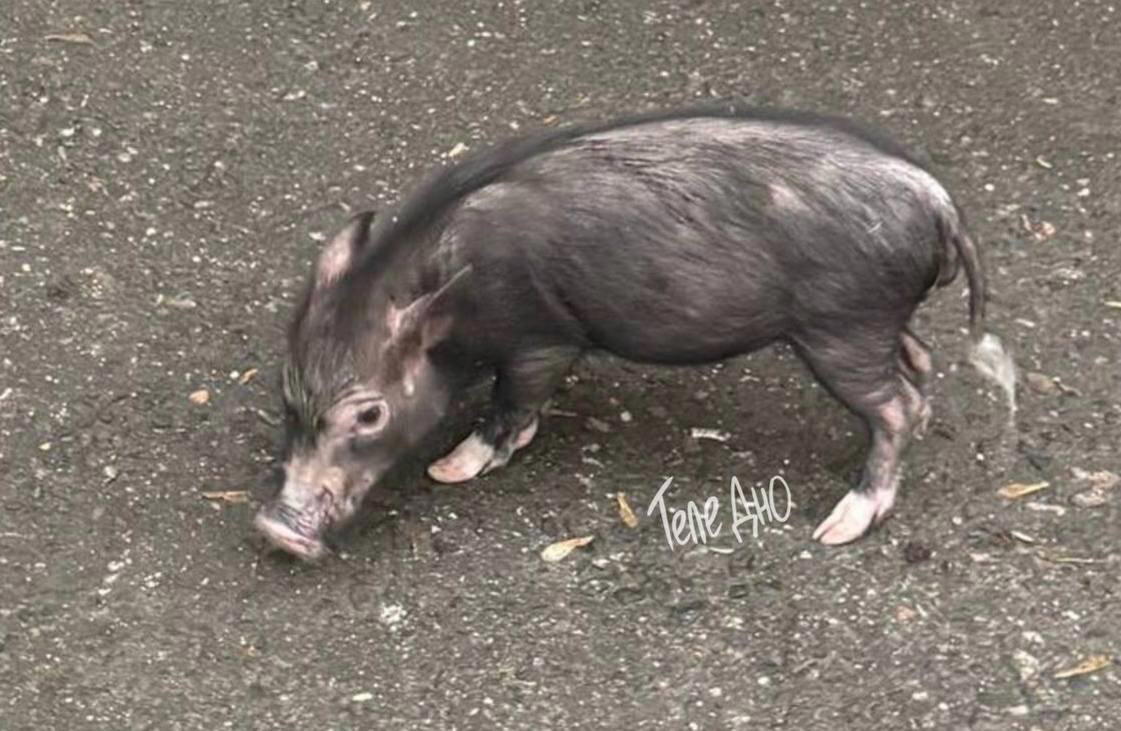 🐽В Подмосковье пожарные спасли 10 минипигов из горящей квартиры.