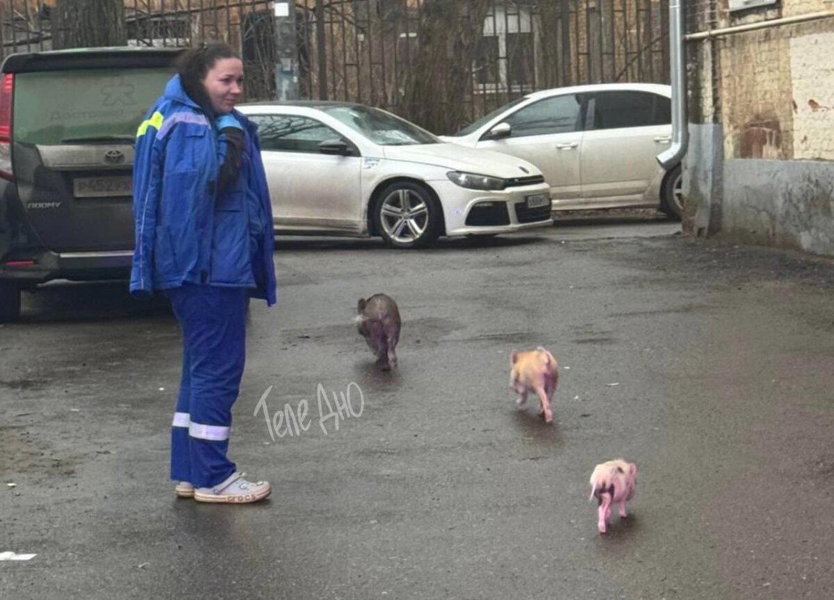 🐽В Подмосковье пожарные спасли 10 минипигов из горящей квартиры.