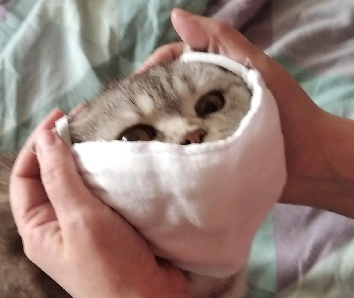 Кошка еще жива) 