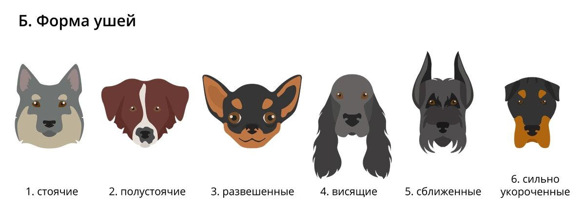 Почему у одних собак уши домиком, а у других висячие?
