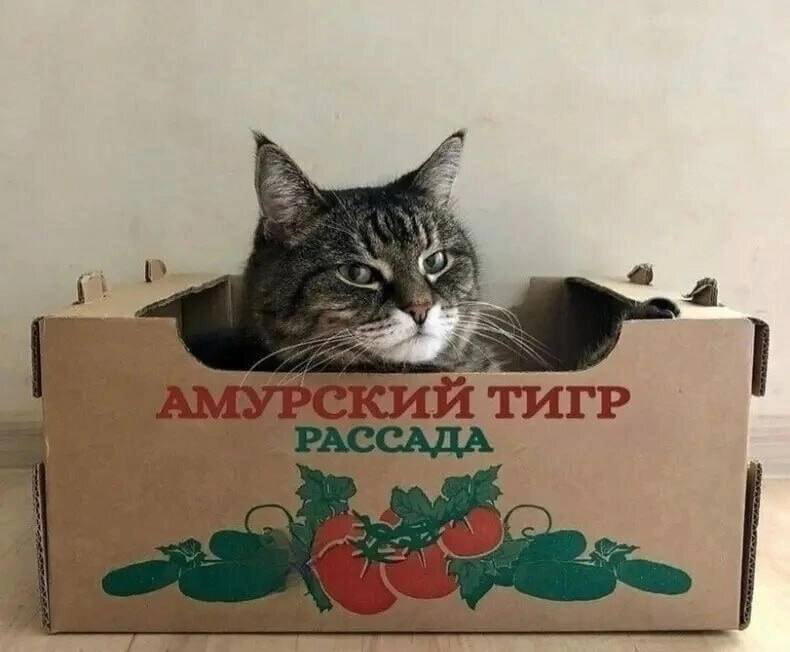 Мемное воскресенье