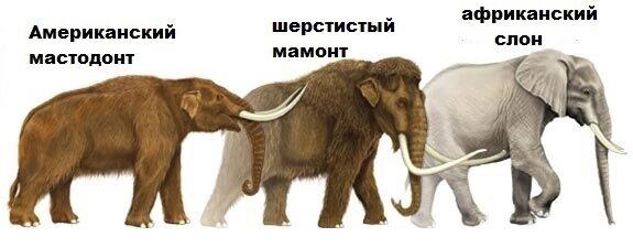 Шерстистый мамонт