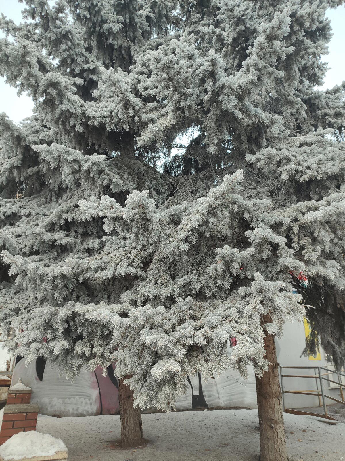 Ель голубая