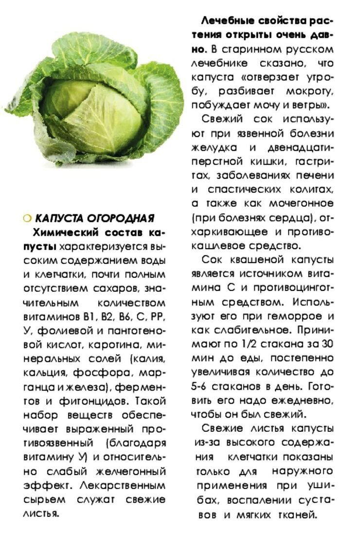 День капусты