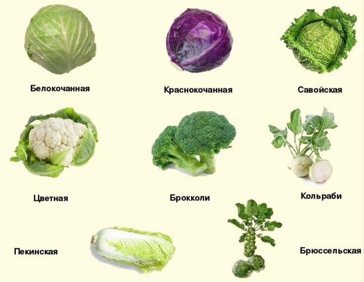 День капусты