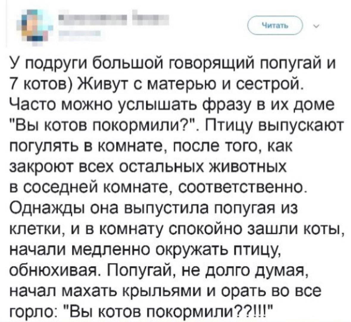 Заботливый попугай