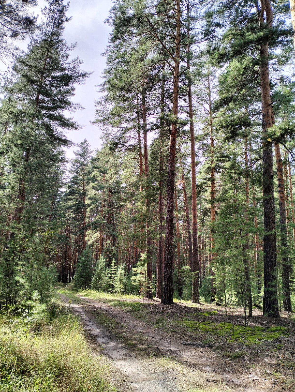 Лесные дороги самые красивые, но я ими почему то не хожу. Хожу рядом, поперёк, как угодно, но не по дорогам) 