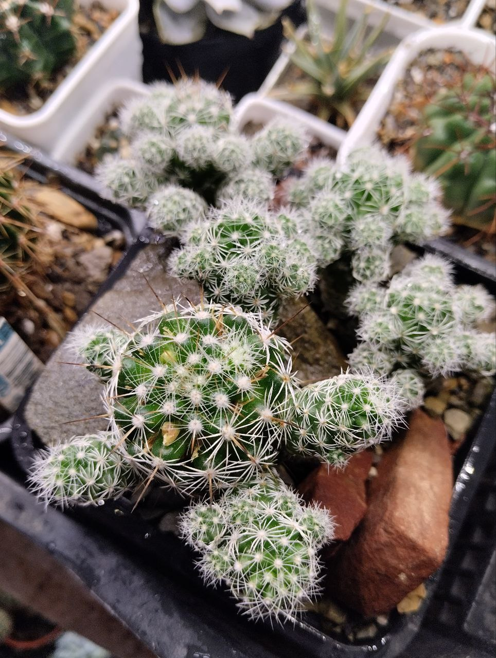 Mammillaria gracilis