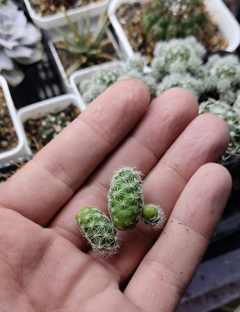 Mammillaria gracilis