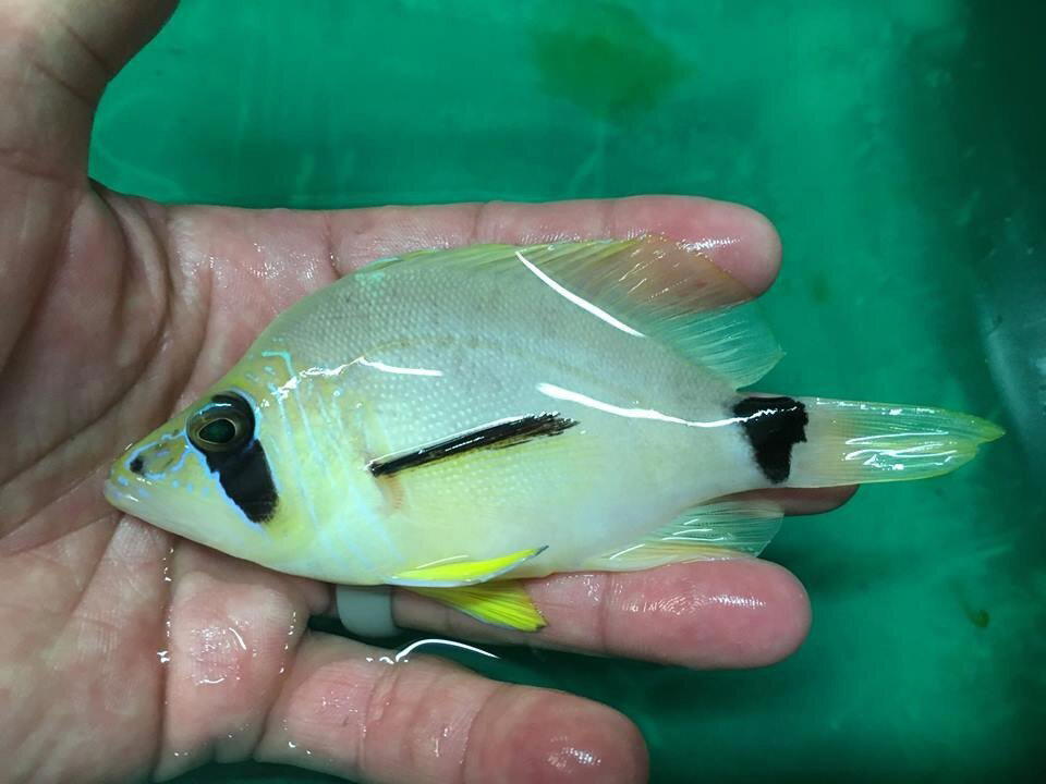 Морские рыбы — большие выдумщики в сфере смены пола.