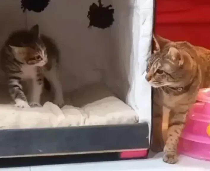 Кошка и котенок