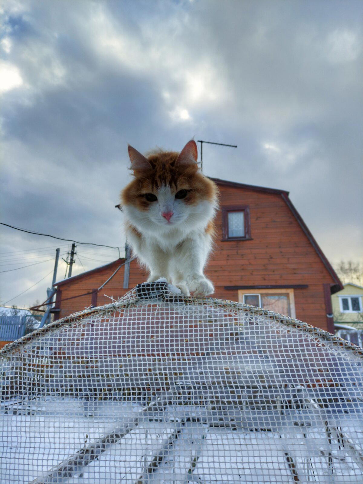 Рыжик на даче