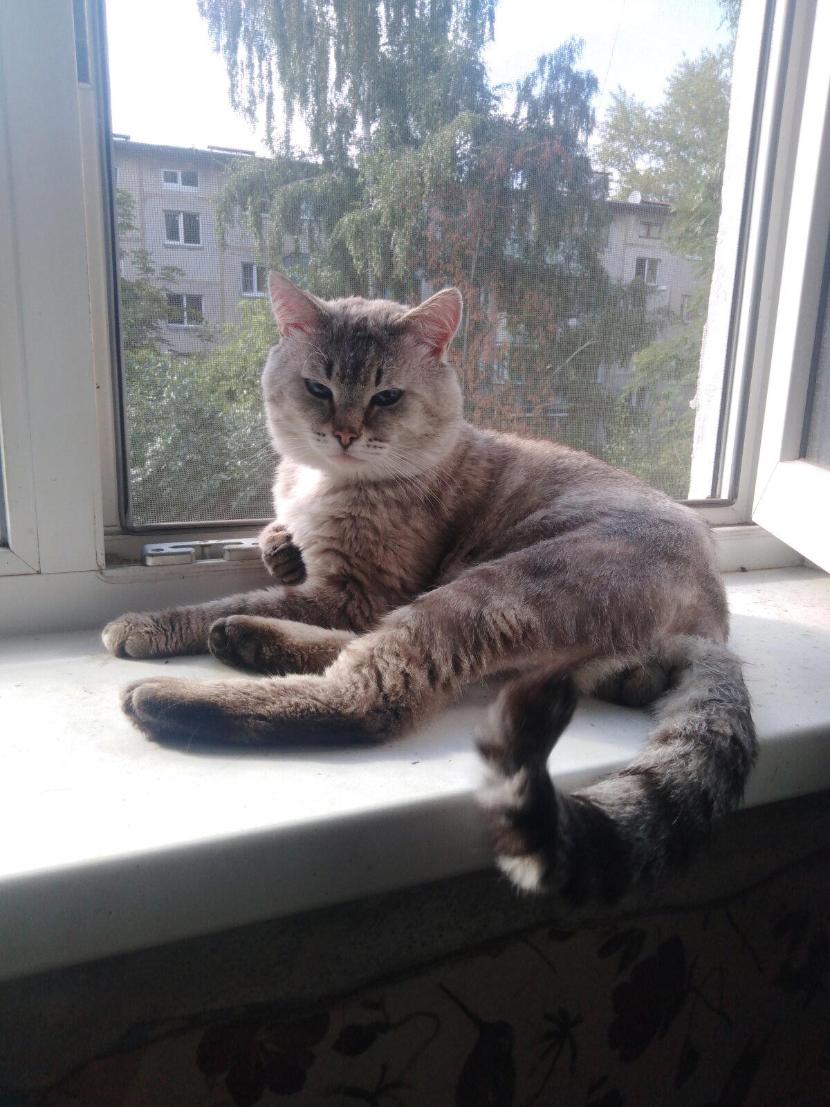 На этом фото, результат навязчивого вылизывания, вызванного блохами. 
