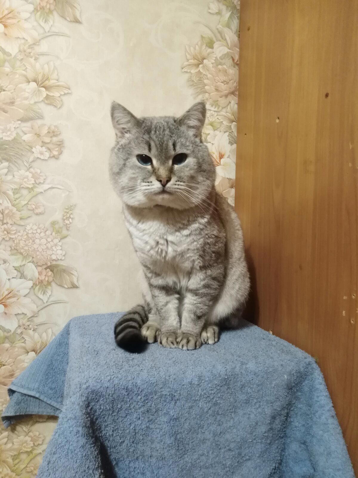 Леон киллер.