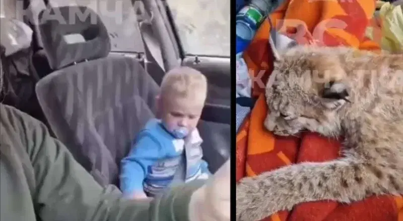 Спасение дикой кошечки