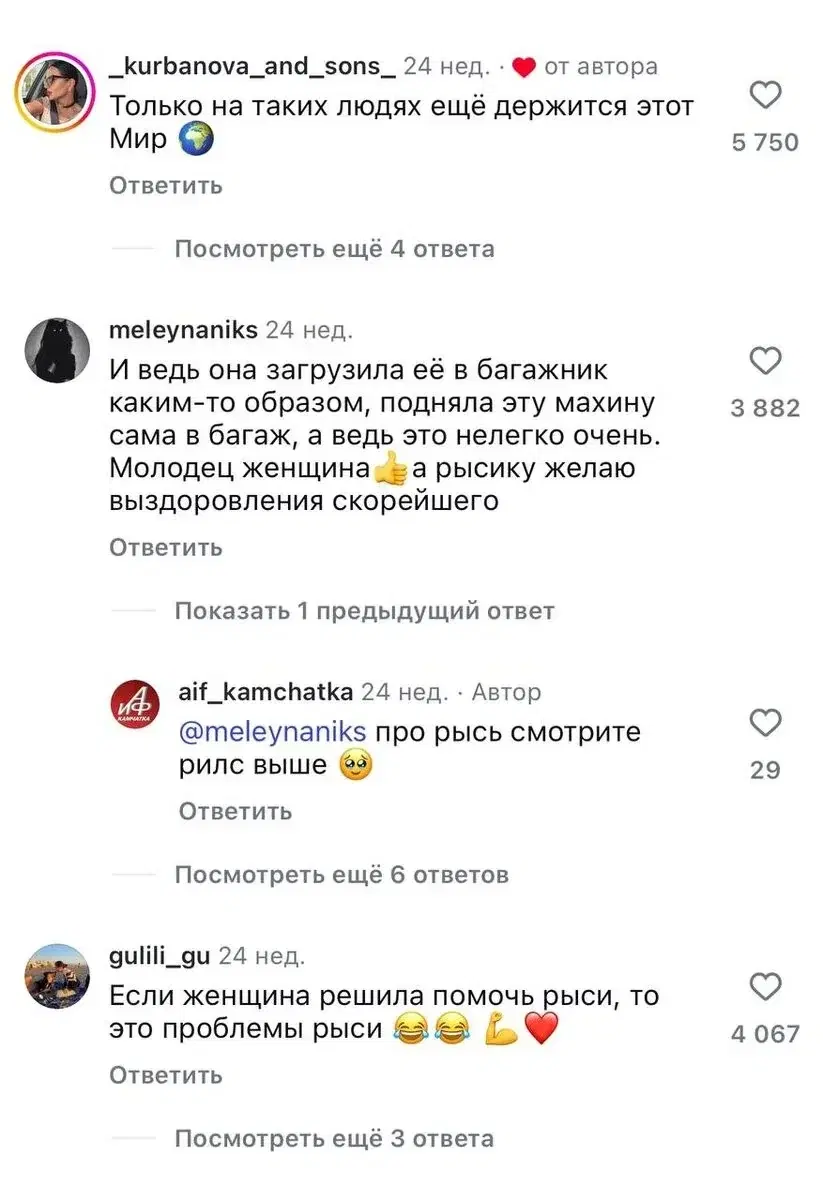 Спасение дикой кошечки
