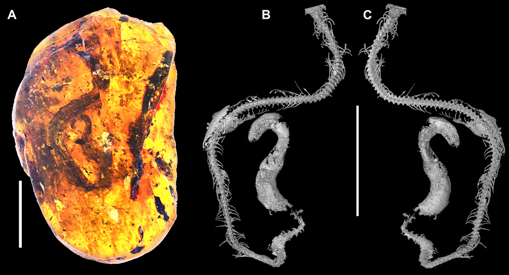 Змейса с эмбрионом, ископаемое в янтаре (справа это дорсальная и вентральная проекции на рентгене).