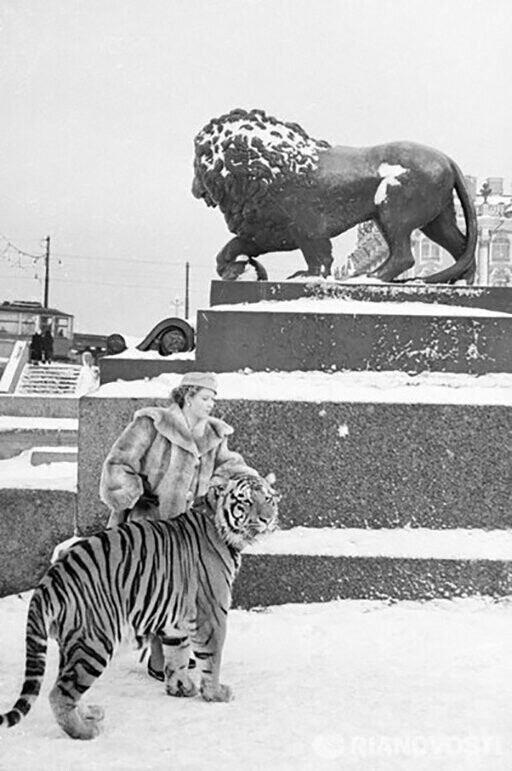 Дрессировщица Маргарита Назарова с тигром на набережной Невы. Декабрь 1965 года.